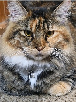 Sapphire one of our Retired Queen