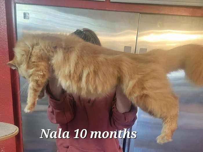 Nala 10 months old