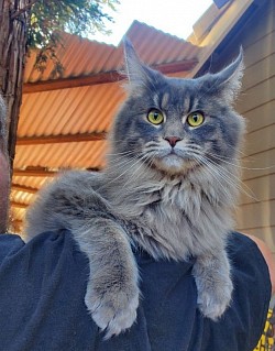 Pearl one of our Retired Queens