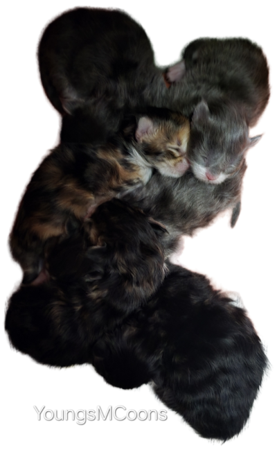 Jewel's first litter