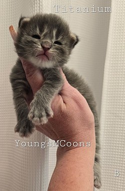 Titanium Male Reserved
