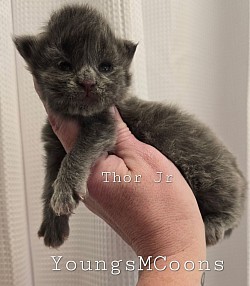 Thor Jr. Male Reserved