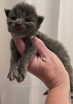 Ivy Female Reserved
