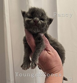 Fancy Female Available