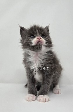 Bullet Male Reserved