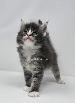 Chrome Male Reserved