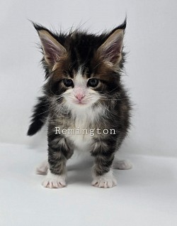Remington Male Reserved