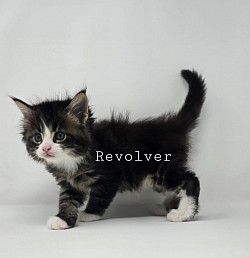 Revolver Male Reserved