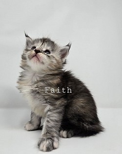 Faith Female Available