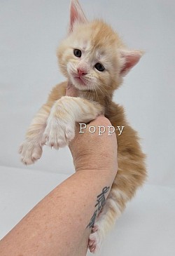 Poppy Female Reserved