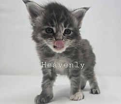 Heavenly Female Available