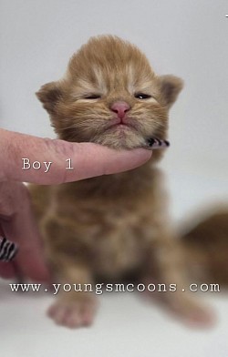 Boy #1 Available