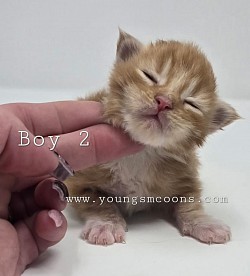 Boy #2 Available