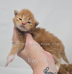 Boy #3 Available