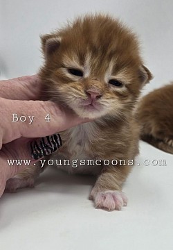 Boy #4 Available