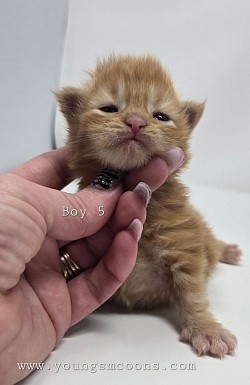 Boy #5 Available