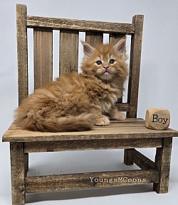 King Male Reserved