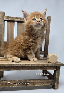 Zizinala Female Reserved