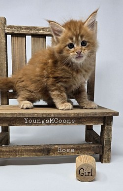 Rose Female Available