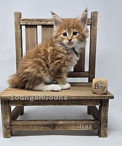 Gray Male Reserved