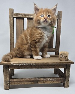 Forest Male Available