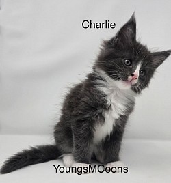 Charlie Male Reserved