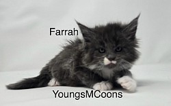 Farrah Female Available