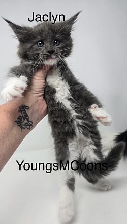 Jaclyn Female Available