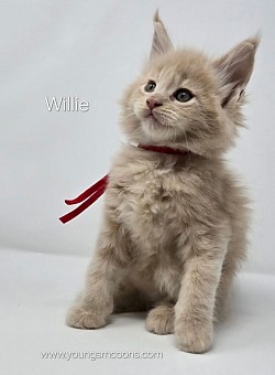 Willie Male Reserved