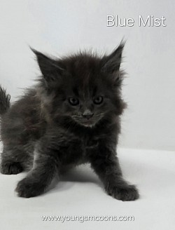 Blue Mist Female Available