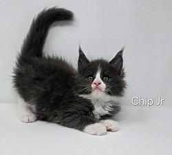 Chip Jr Male Available