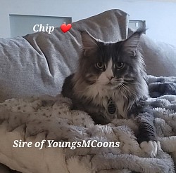 Chip Dad