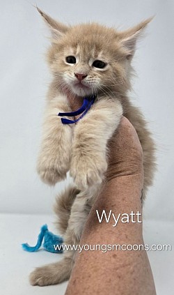 Wyatt Male Available