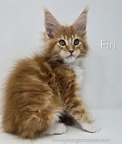 Fin Male Reserved