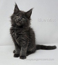 Blue Mist Female Available