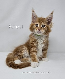 Forest Male Available