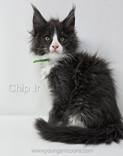 Chip Jr Male Available