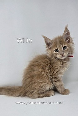 Willie Male Reserved