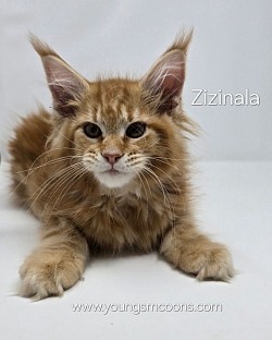 Zizinala Female Reserved