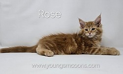 Rose Female Staying in our Cattery