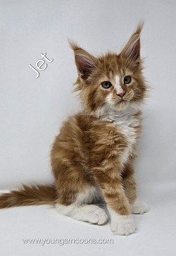 Jet Male Reserved