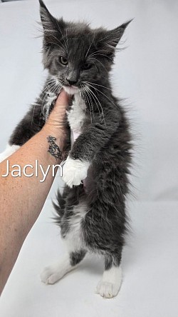 Jaclyn Female Available