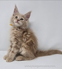 Jesse James Male Available