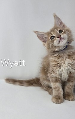 Wyatt Male Reserved
