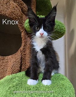 Knox Male Available