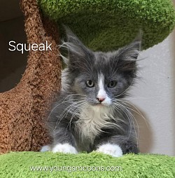 Squeak Male Available
