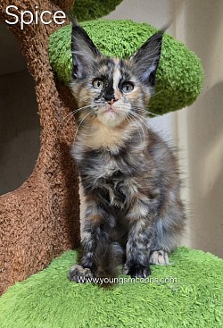 Spice Female Not Available