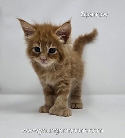 Sparrow Polydactyl Male Reserved