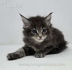 Jupiter Male Available