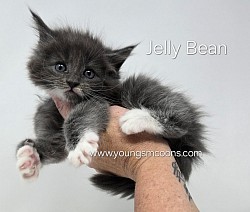 Jelly Bean Female Available